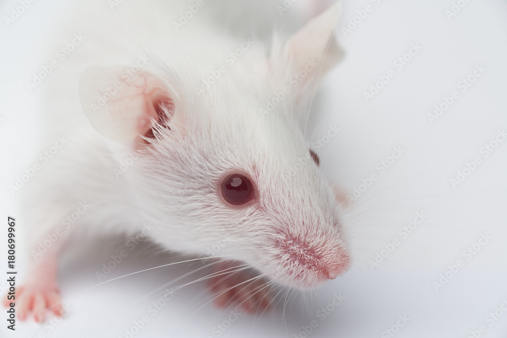 white laboratory mouse close-up on a white background white laboratory mouse close-up on a white background