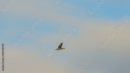 Bird flying in a blue cloudy sky in sunlight