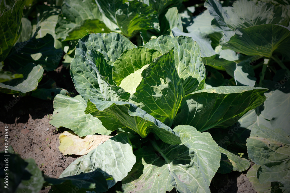 Naklejka premium Green cabbage growing in the garden. Closeup