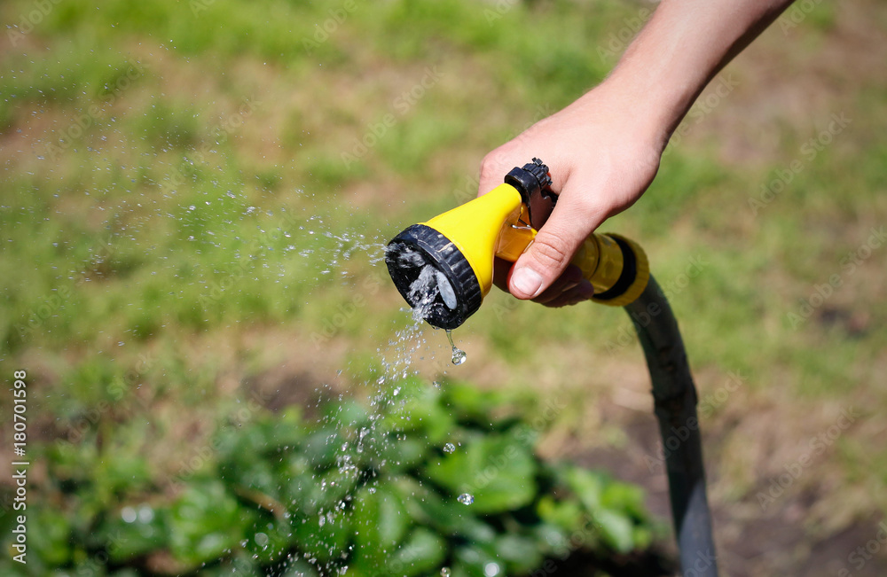 Naklejka premium Male hand watering a green plant with water from the hose. Watering hose. Closeup