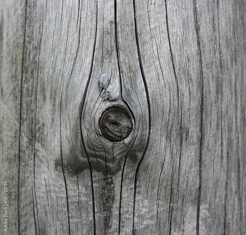 The texture of the wood. Wooden mote. Closeup