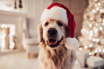 Dog on New Year's Eve
