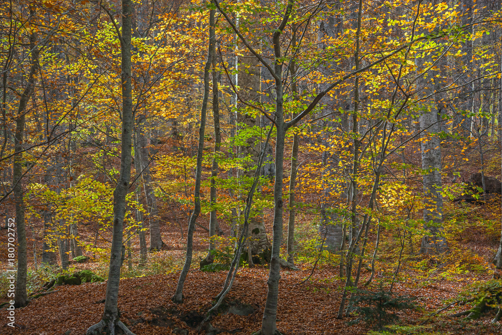 The amazing autumn beech forest in the Tuscany mountains in sunny day, Italy