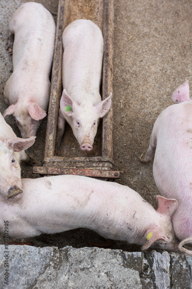 pink pigs in the stable pink pigs in the stable