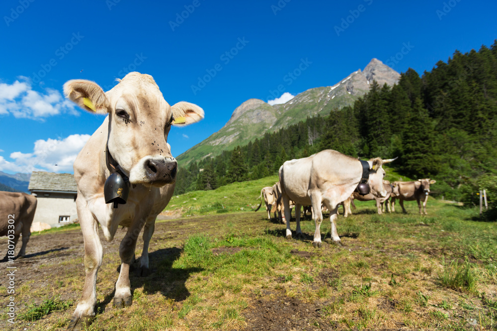free cows grazing in the alpine meadows