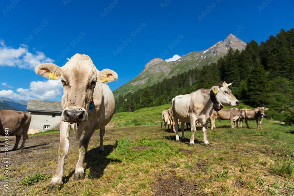free cows grazing in the alpine meadows free cows grazing in the alpine meadows
