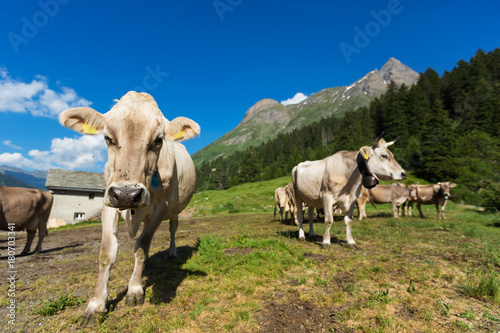 free cows grazing in the alpine meadows
