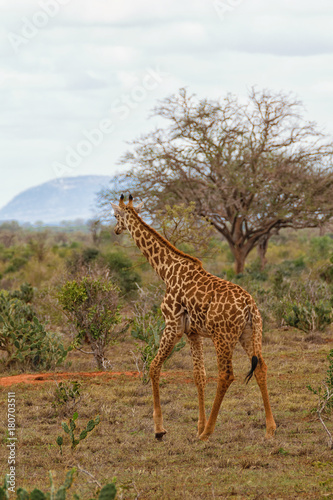 Young Giraffe Enjoying the Savannah