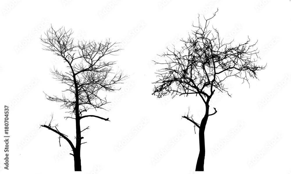 Fototapeta premium silhouette tree on white backgfround