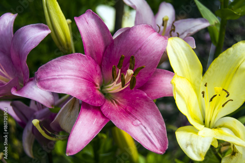 Fototapeta Naklejka Na Ścianę i Meble -  Colorful garden lilies