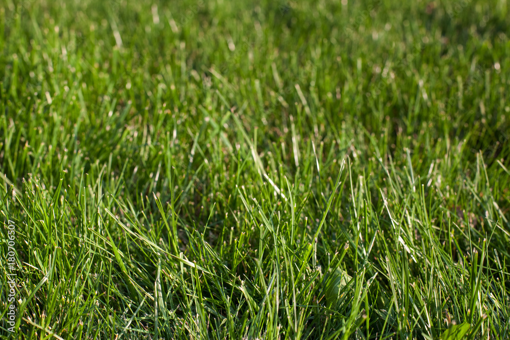 Green fresh grass in field. Summer time background Green fresh grass in field. Summer time background