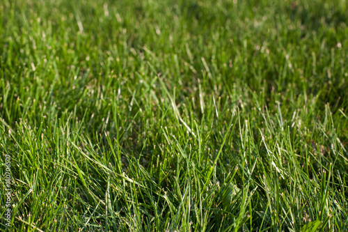 Green fresh grass in field. Summer time background