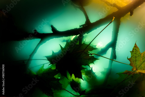 Underwater landscape  detail at the bottom of the lake. Underwater Scenery with Branch and Leaves.