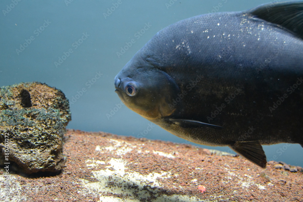 Fototapeta premium aquarium fish