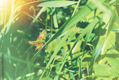 Foto Big green grasshopper sitting on a blade of grass in beautiful sunlight macro close-up background with blurred green soft focus artistic leaf texture