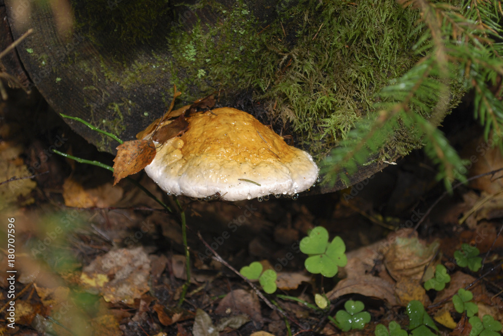 Fomitopsis pinicola fungus conk grow on the tree, water drops after rain. Fomitopsis pinicola fungus conk grow on the tree, water drops after rain.