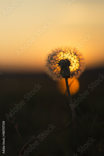 Flower at sunset