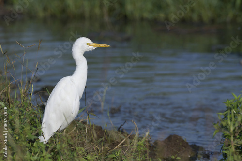 White Egret Sitting near Pond © niteenrk