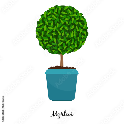 Myrtus plant in pot