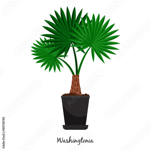 Washingtonia plant in pot
