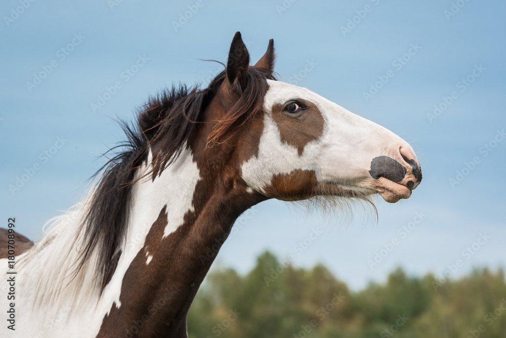 Obraz premium Portrait of beautiful paint horse