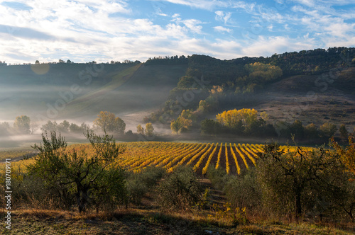 Rows of grape vines at vineyard under sunrise  Tuscany  Italy