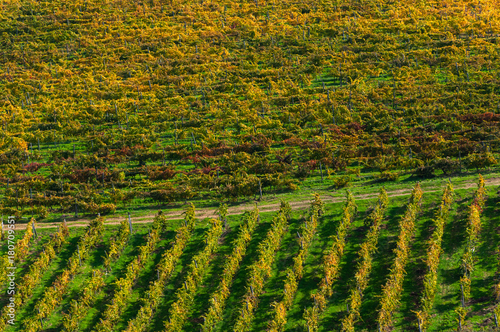 Rows of grape vines at vineyard in autumn , Chianti, Tuscany, Italy