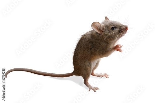 closeup small mouse  stands on its hind legs. isolated on white background