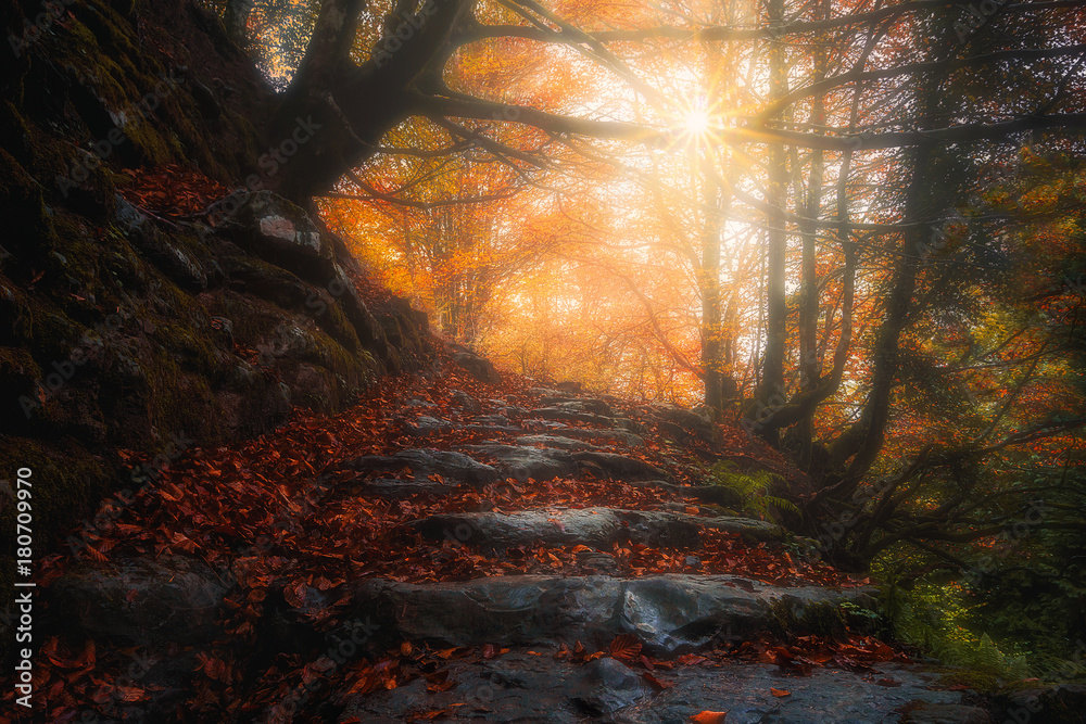 beautiful path in the forest at autumn beautiful path in the forest at autumn