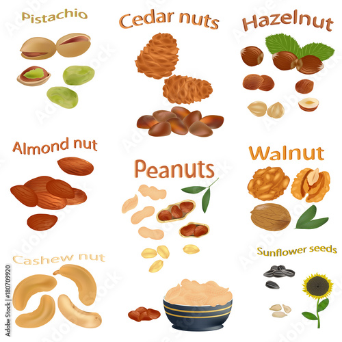 Set of nuts. Peanuts, cashews, hazelnuts, walnuts, sunflower seeds, almonds, pistachios, cedar nuts. The different nuts isolated on white background. Vector illustration.