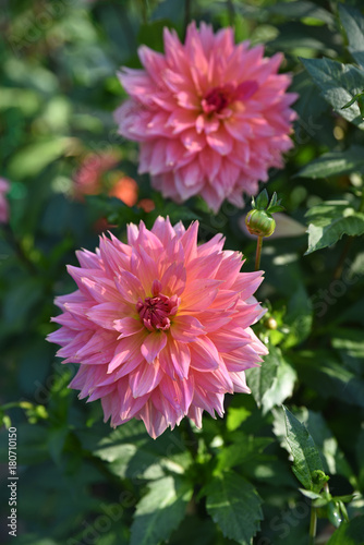 Fototapeta Naklejka Na Ścianę i Meble -  Dahlia rose en été au jardin