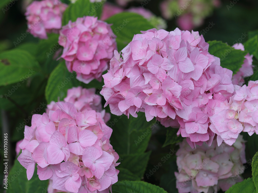 Hortensie