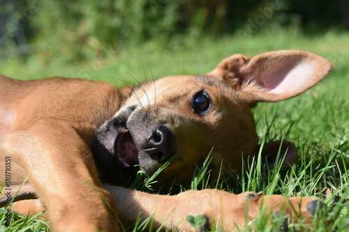happy dog