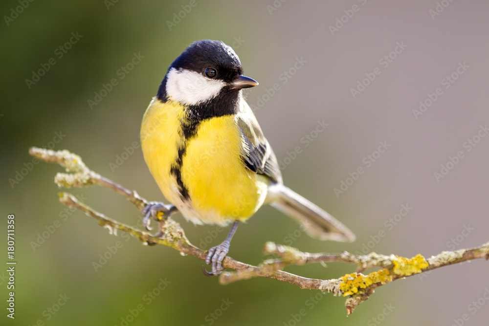 Great tit in the Autumn Forest.