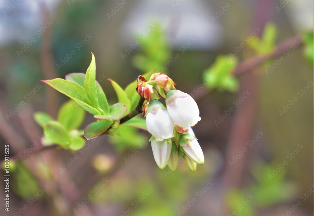 Obraz premium blueberry blossom