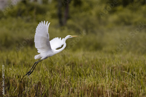 Image of Great Egret(Ardea alba) flying on the natural background. Heron, White Birds, Animal.