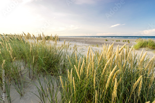 Fototapeta Naklejka Na Ścianę i Meble -  Beach with sand dunes and marram grass in soft evening sunset light.