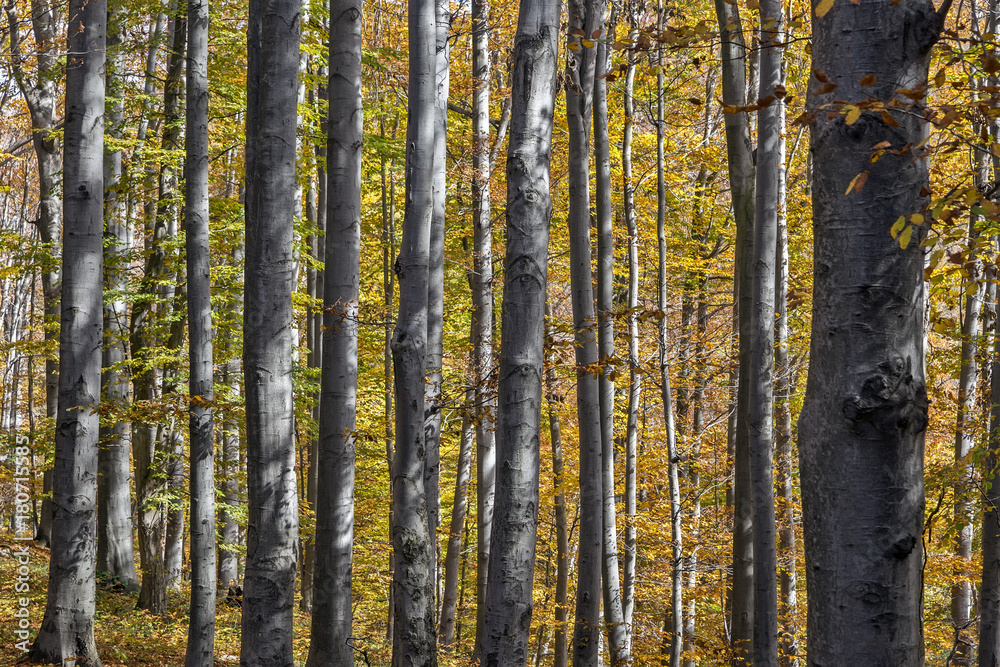 Sunny autumn day in a beech forest