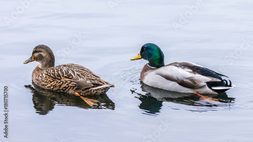 Mallard Duck Pair Swimming