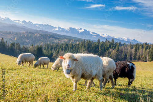 sheep grazing on a mountain meadow