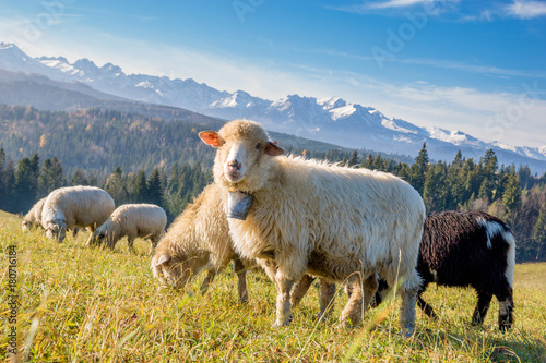 sheep grazing on a mountain meadow