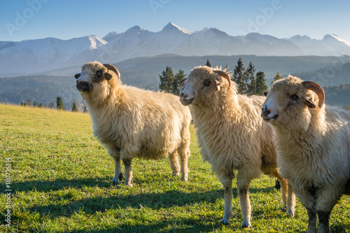 sheep grazing on a mountain meadow