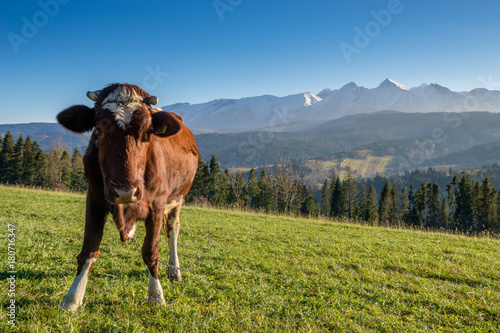 cow graze on a mountain meadow