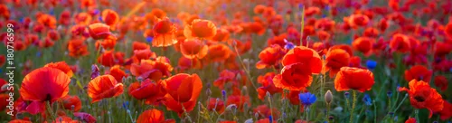Obraz  z motywem Poppy meadow in the light of the setting sun