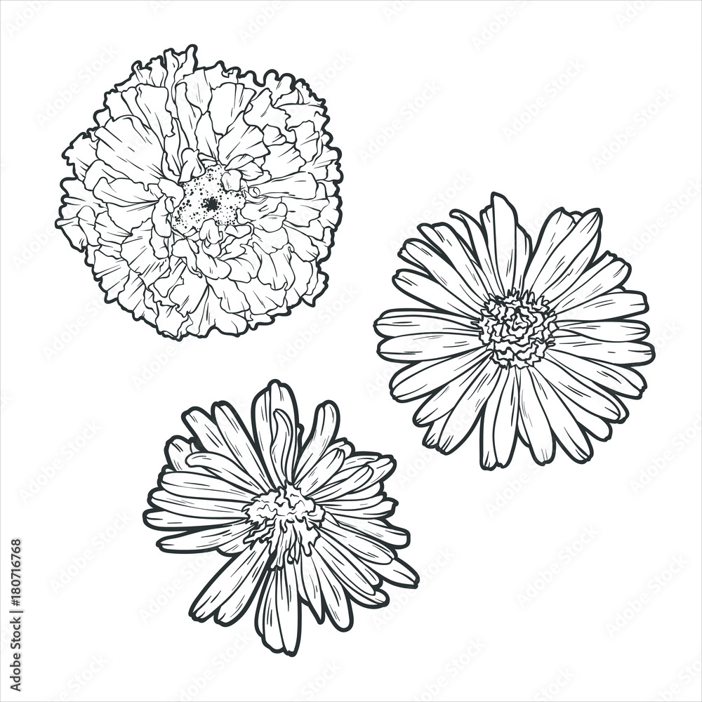Flower set monochrome, vector lustration isolated on white background Flower set monochrome, vector lustration isolated on white background