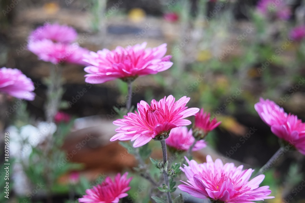 Obraz premium Flowers in autumn