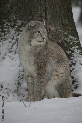 Eurasischer Luchs im Wald  Lynx lynx