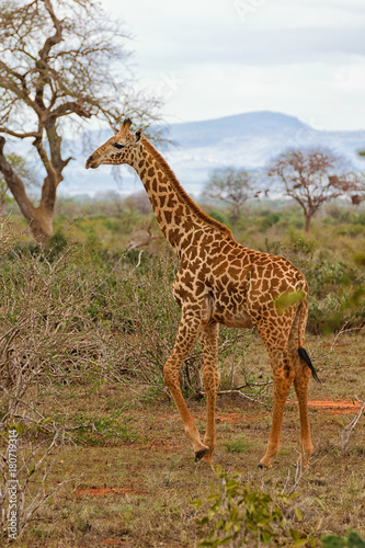 Young Giraffe Enjoying the Savannah