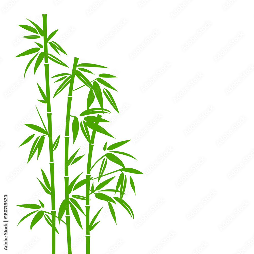 Fototapeta Bambus zielony