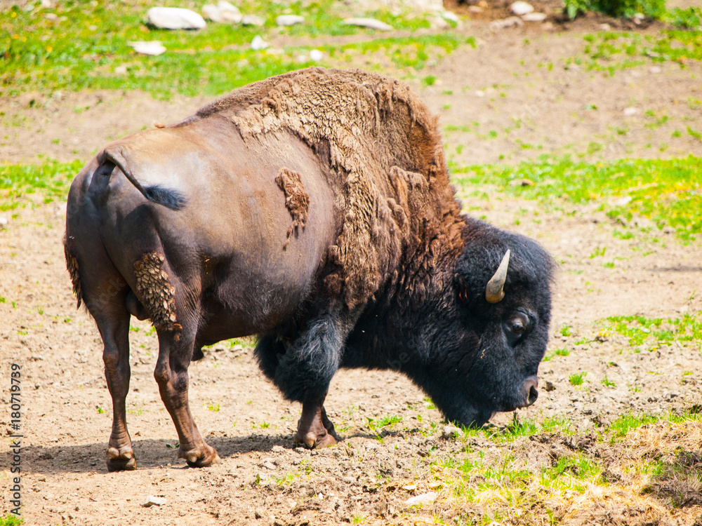 Wild american bison, Bison bison, aka buffalo on a pasture. Wild american bison, Bison bison, aka buffalo on a pasture.